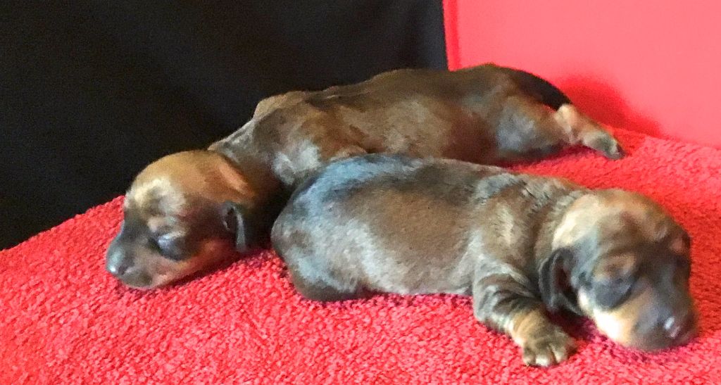 de cat'woman - Chiots disponibles - Teckel poil ras